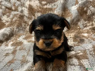 Yorkshire Terrier dogs Yorkshire Terrier 2 - Ad 19