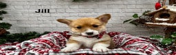Welsh Corgi Pembroke dogs for sale: Jill - Ad 1