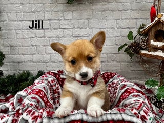 Welsh Corgi Pembroke dogs Jill - Ad 22