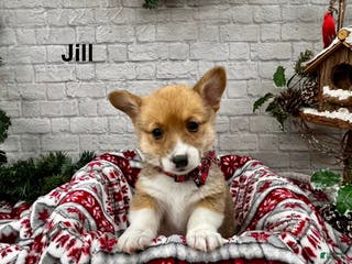 Welsh Corgi Pembroke dogs Jill - Ad 9