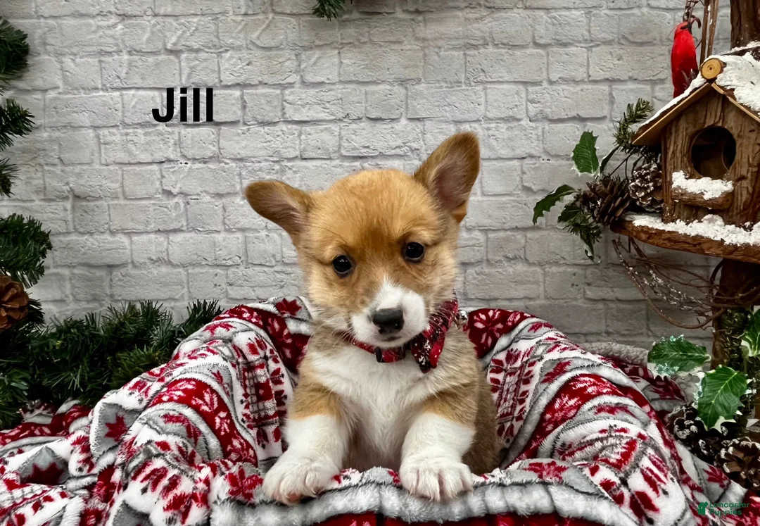 Welsh Corgi Pembroke dogs for sale: Jill - Ad 1