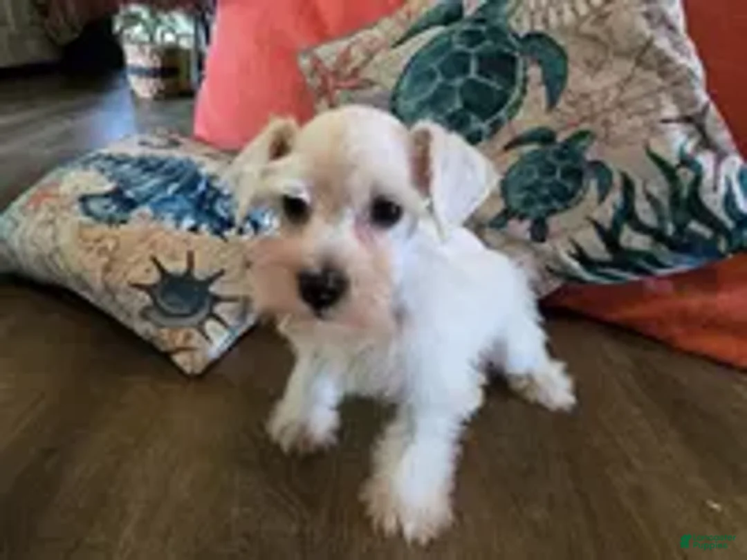 Miniature Schnauzer dogs for sale: Prissy - Ad 4