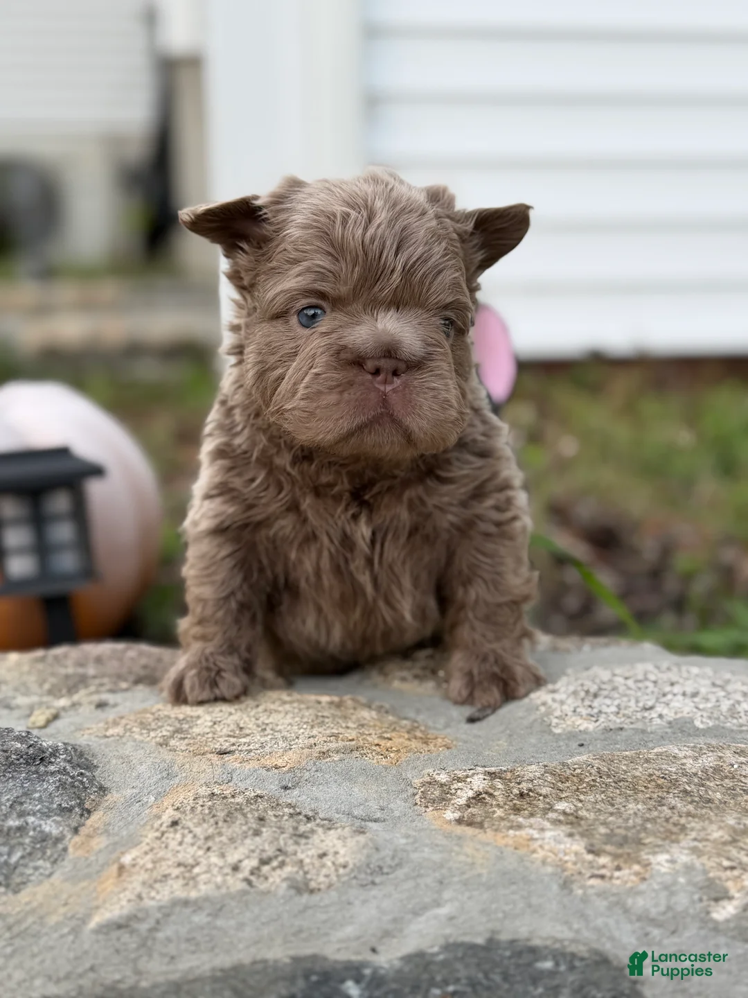 French Bulldog dogs for sale: Boss Man - Ad 2