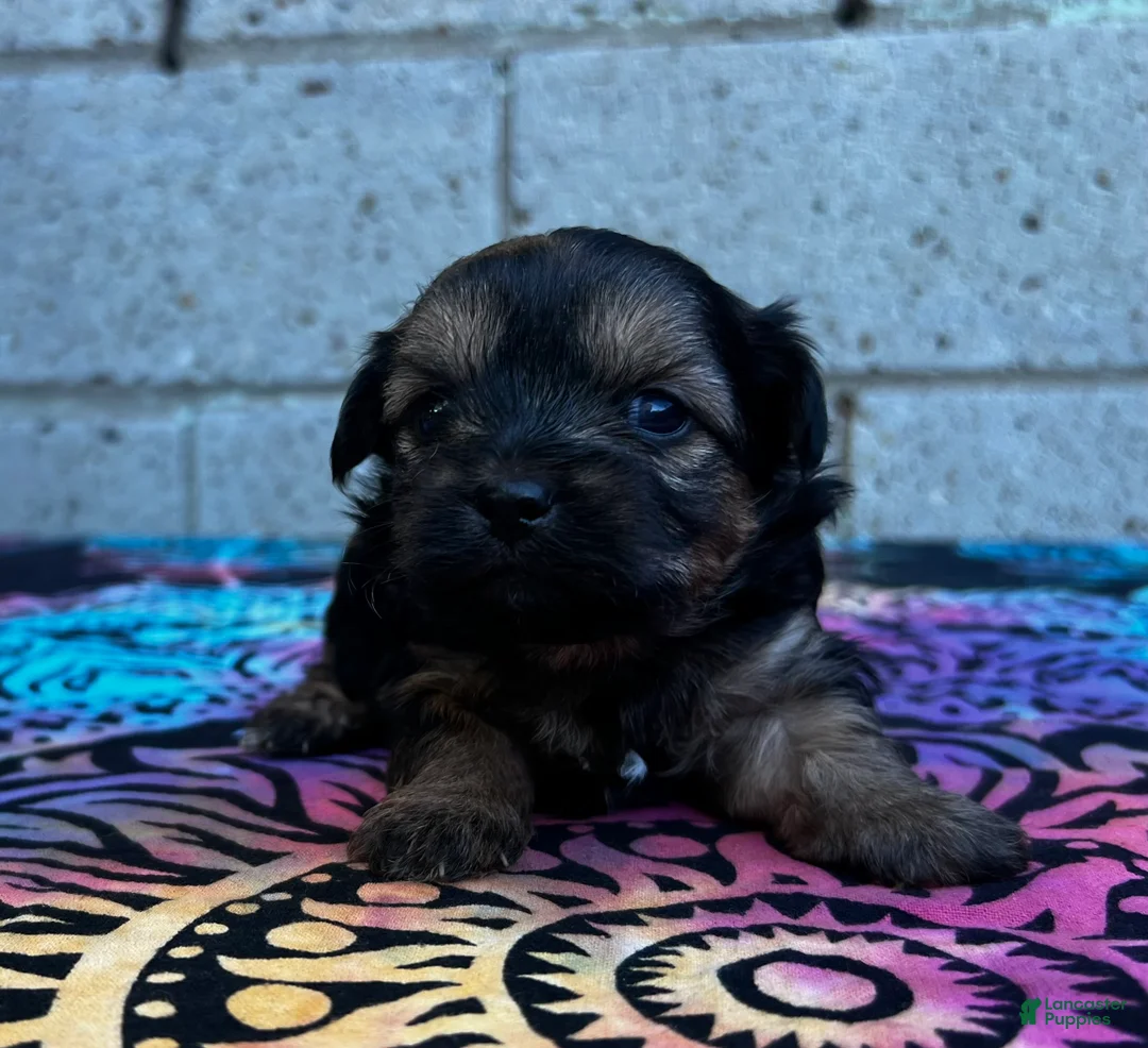 Yorkiepoo dogs for sale: Chaz - Ad 1