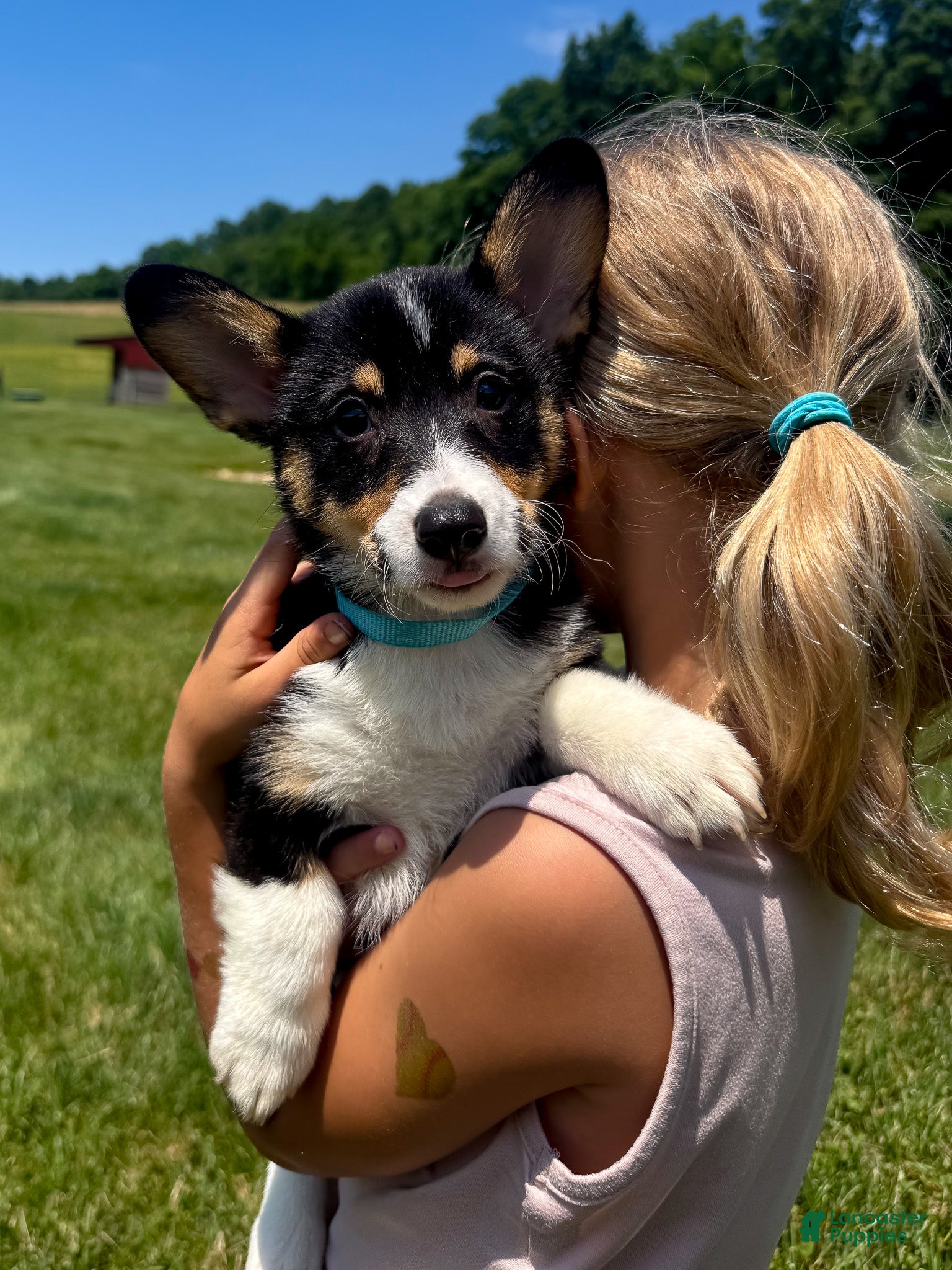Welsh Corgi Pembroke dogs Daisy - Ad 1
