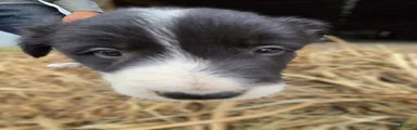 Border Collie Puppy 4 Ronnie