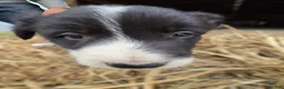 Border Collie dogs for sale: Border Collie Puppy 4 Ronnie - Ad 1