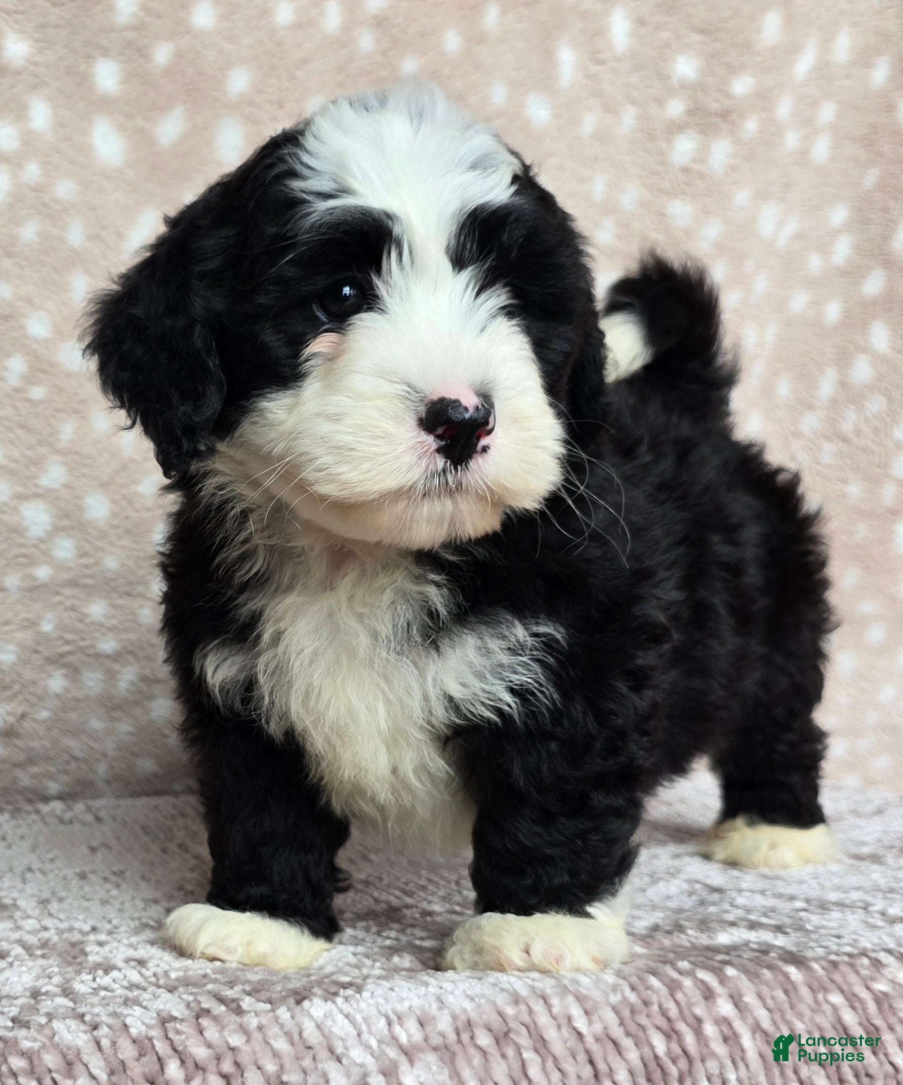 Mini Bernedoodle dogs Mini Jackie - Ad 2