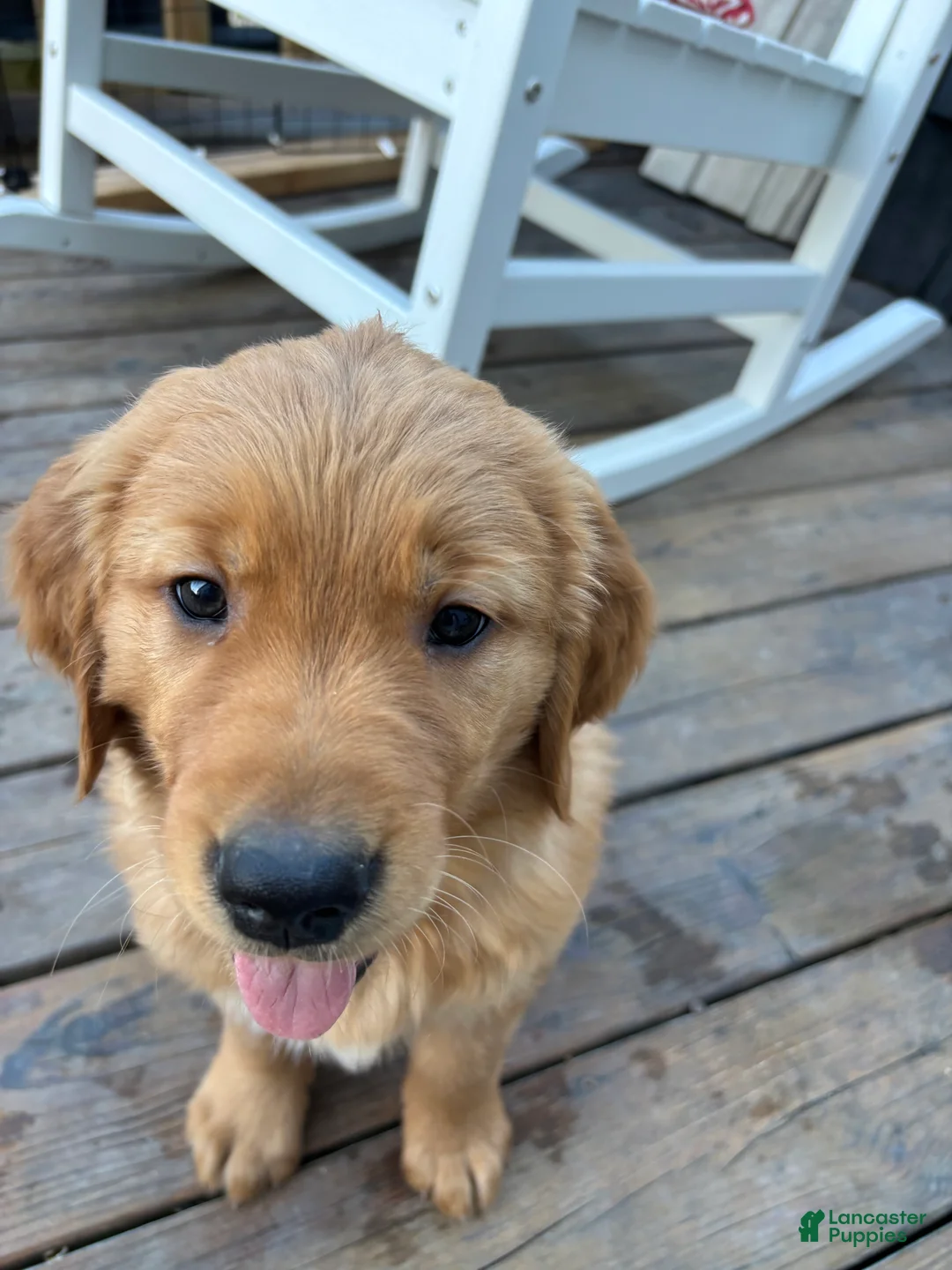 Golden Retriever dogs for sale: Golden Retriever Puppy 1 - Ad 2
