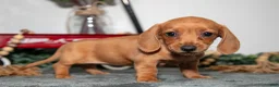 Miniature Dachshund dogs for sale: Tootie - Ad 2