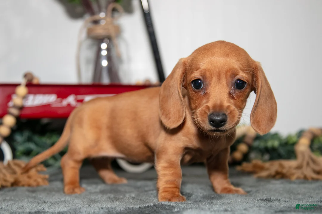 Miniature Dachshund dogs for sale: Tootie - Ad 2