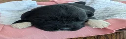 Newfoundland dogs for sale: Newfoundland Puppy 4 - Ad 2