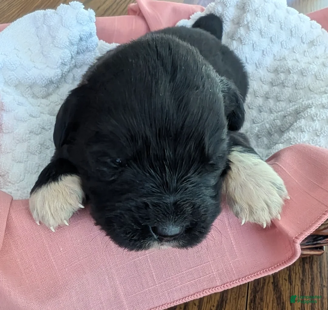 Newfoundland dogs for sale: Newfoundland Puppy 4 - Ad 2