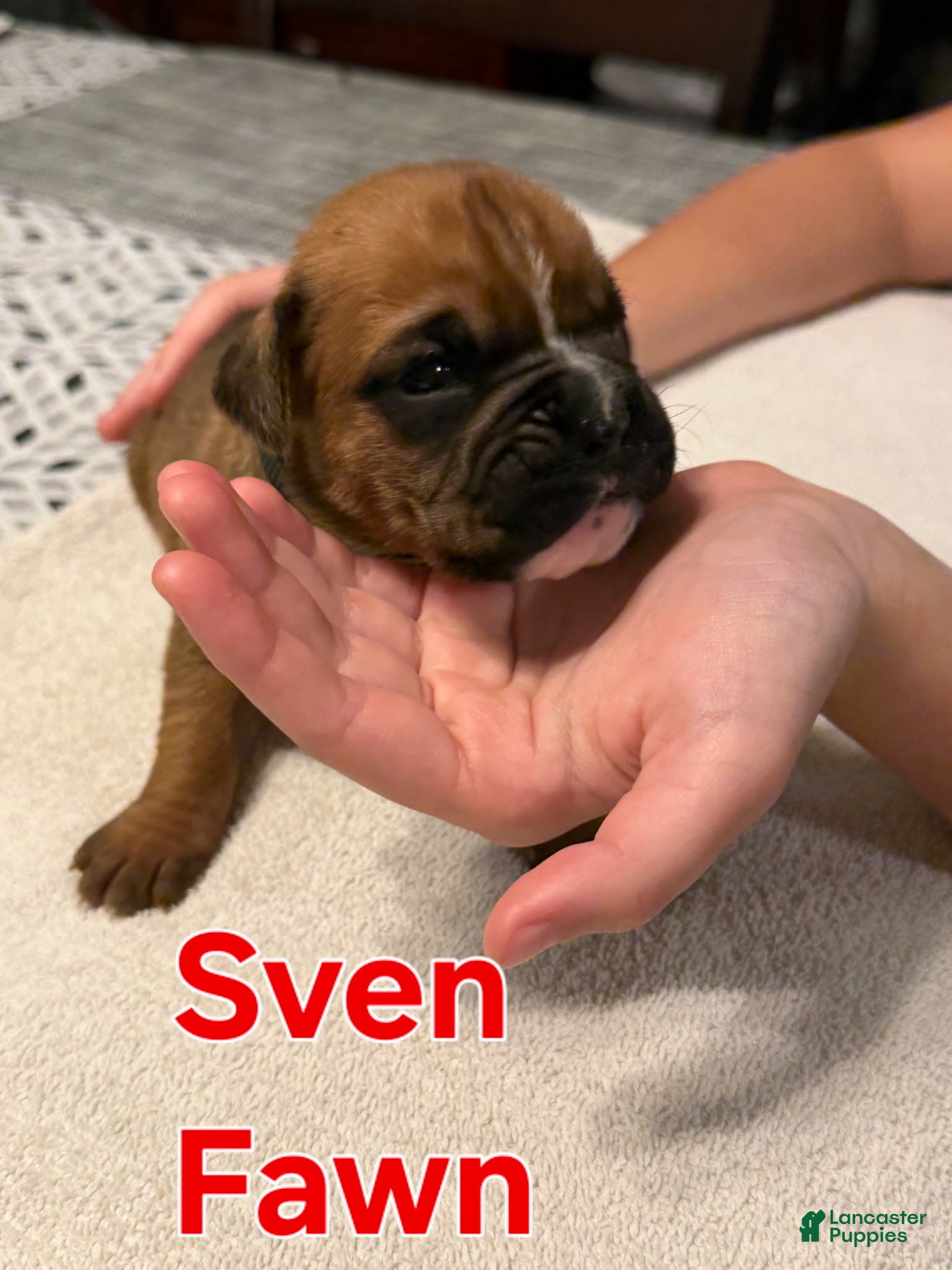 Boxer dogs Sven - Ad 8