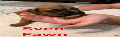 Sven