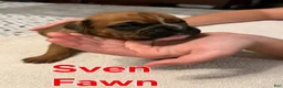 Boxer dogs for sale: Sven - Ad 1