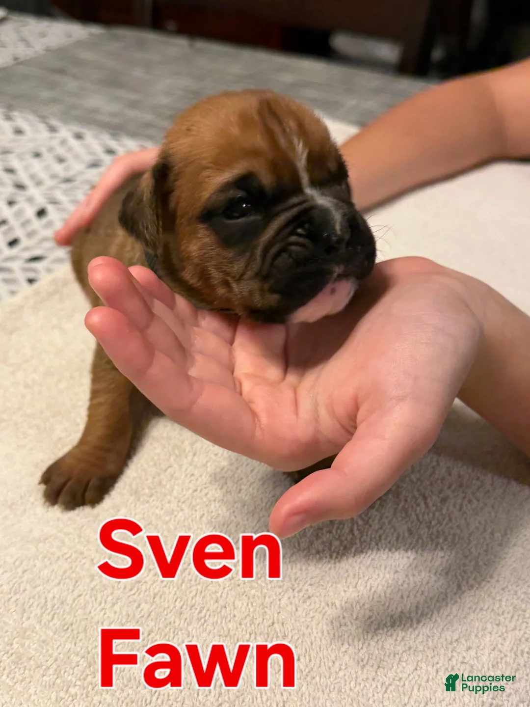 Boxer dogs for sale: Sven - Ad 1