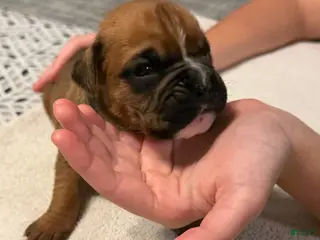 Boxer dogs Sven - Ad 8