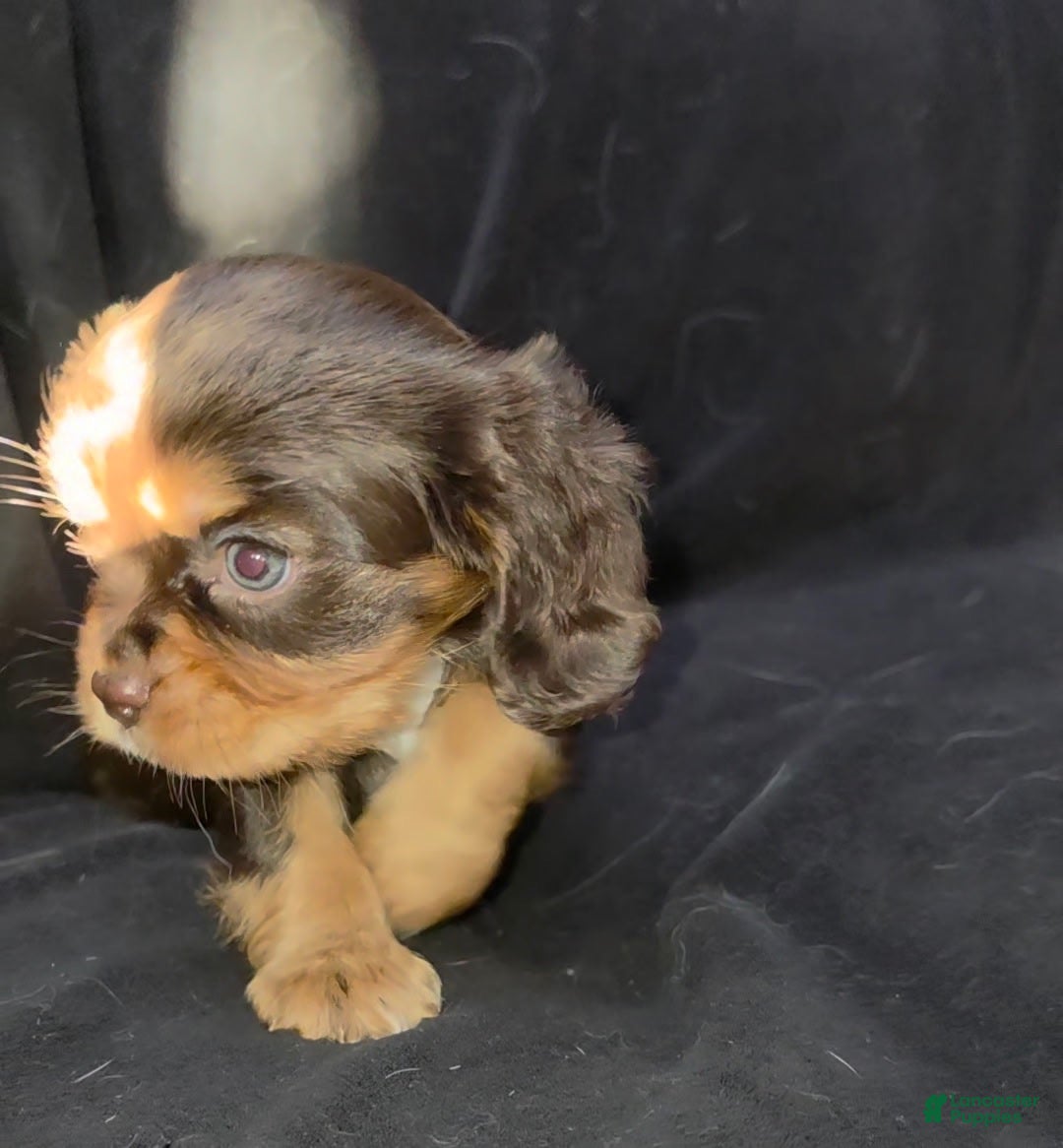 Cavalier King Charles Spaniel dogs for sale: Cavalier King Charles Spaniel 3 - Ad 3