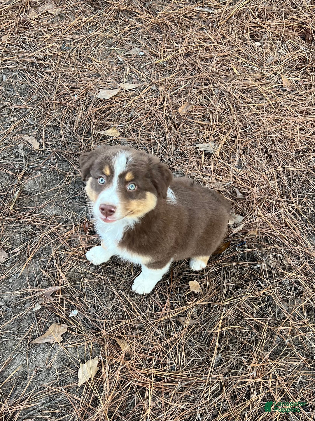 Australian Shepherd dogs for sale: Australian Shepherd Puppy 6 - Ad 2