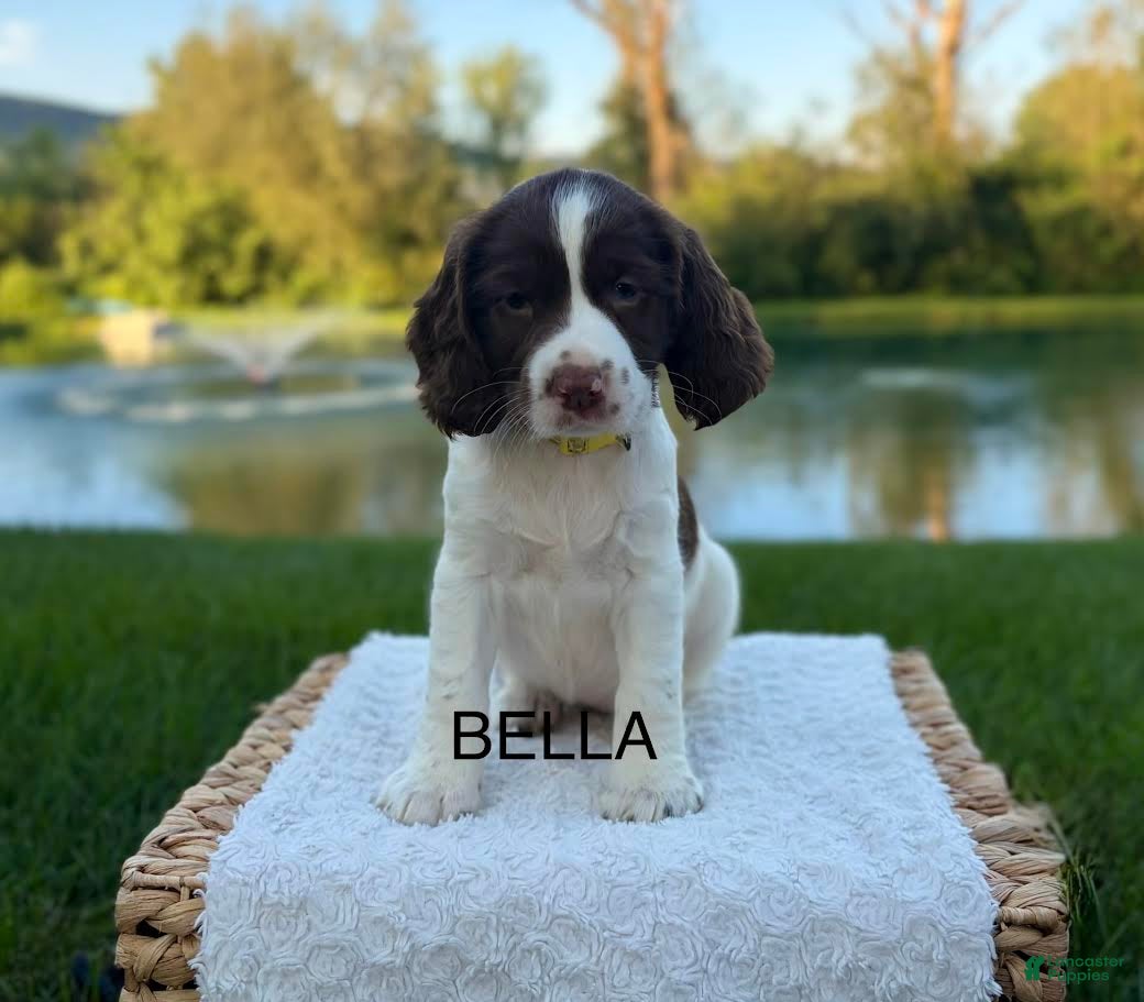 English Springer Spaniel dogs Bella - Ad 1