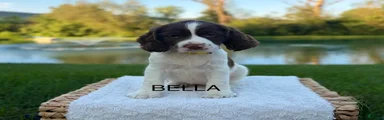 Bella