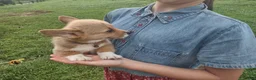 Welsh Corgi Pembroke dogs for sale: Black collar  - Ad 4
