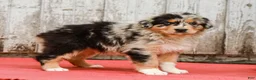 Australian Shepherd dogs for sale: Jackie - Ad 6