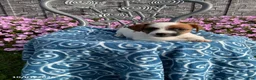 Jack Russell Terrier dogs for sale: Dixie - Ad 1