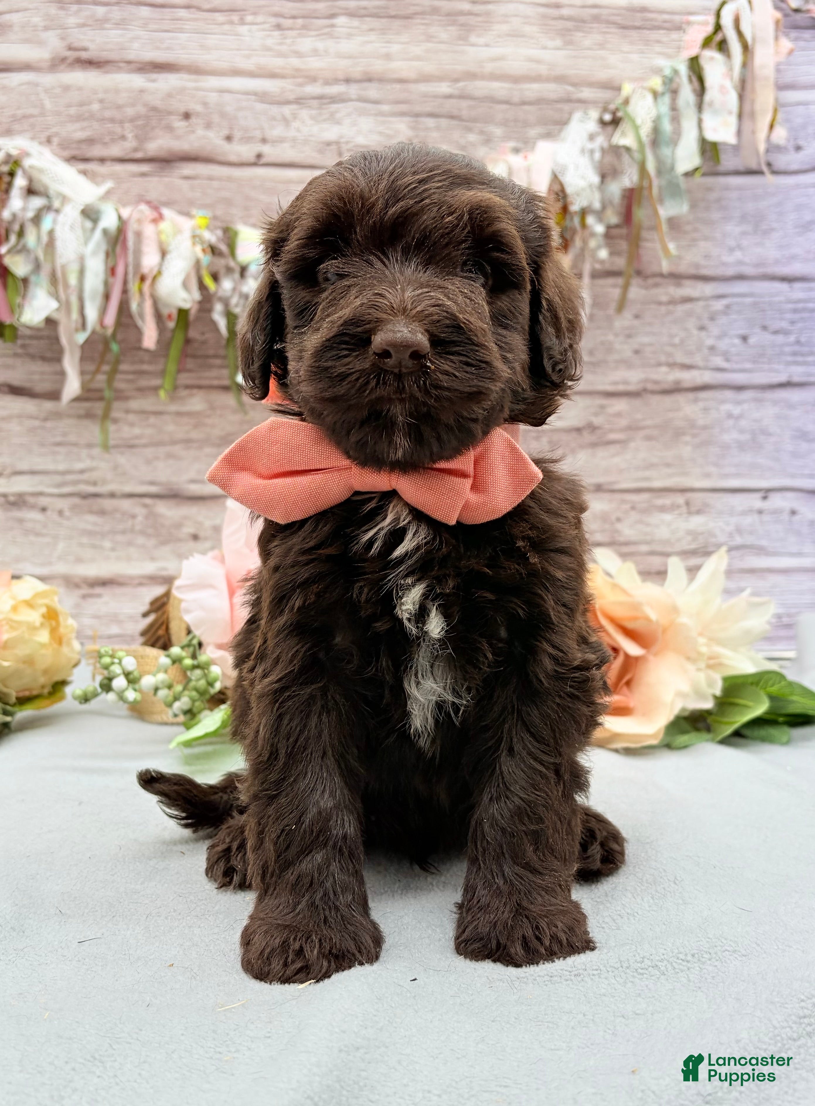 Portuguese Water Dog dogs Fresco - Ad 2