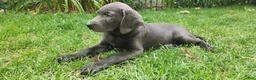 Labrador Retriever dogs for sale: Labrador Retriever Aqua - Ad 2