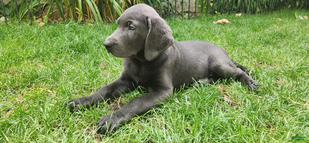 Labrador Retriever dogs for sale: Labrador Retriever Aqua - Ad 2