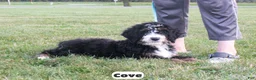 Bernedoodle dogs for sale: Cove - Ad 5