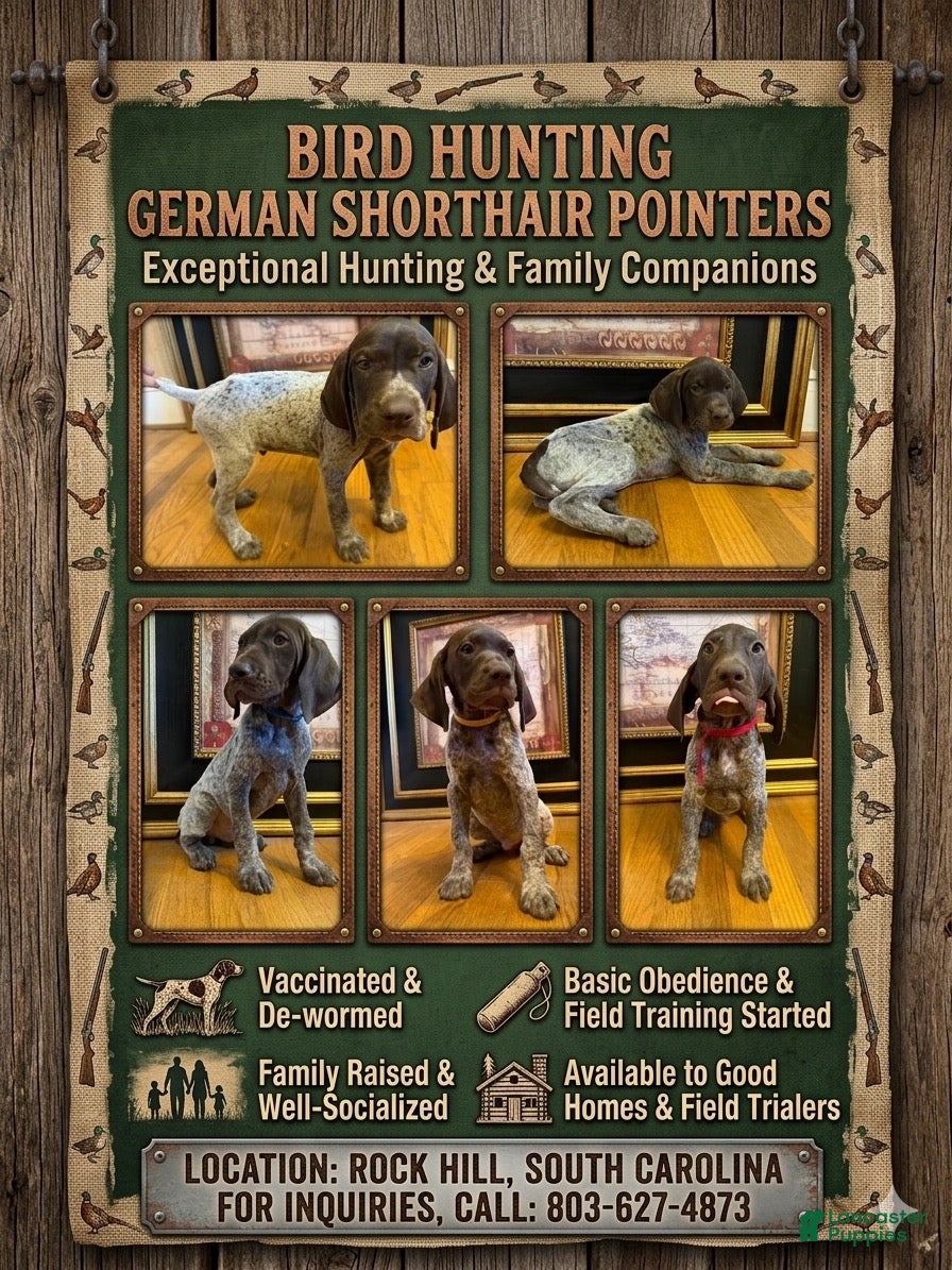 German Shorthaired Pointer