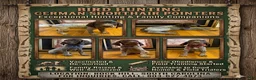 German Shorthaired Pointer dogs for sale: German Shorthaired Pointer 1 - Ad 1