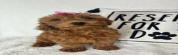 Mini Goldendoodle dogs for sale: Gracie - Ad 3
