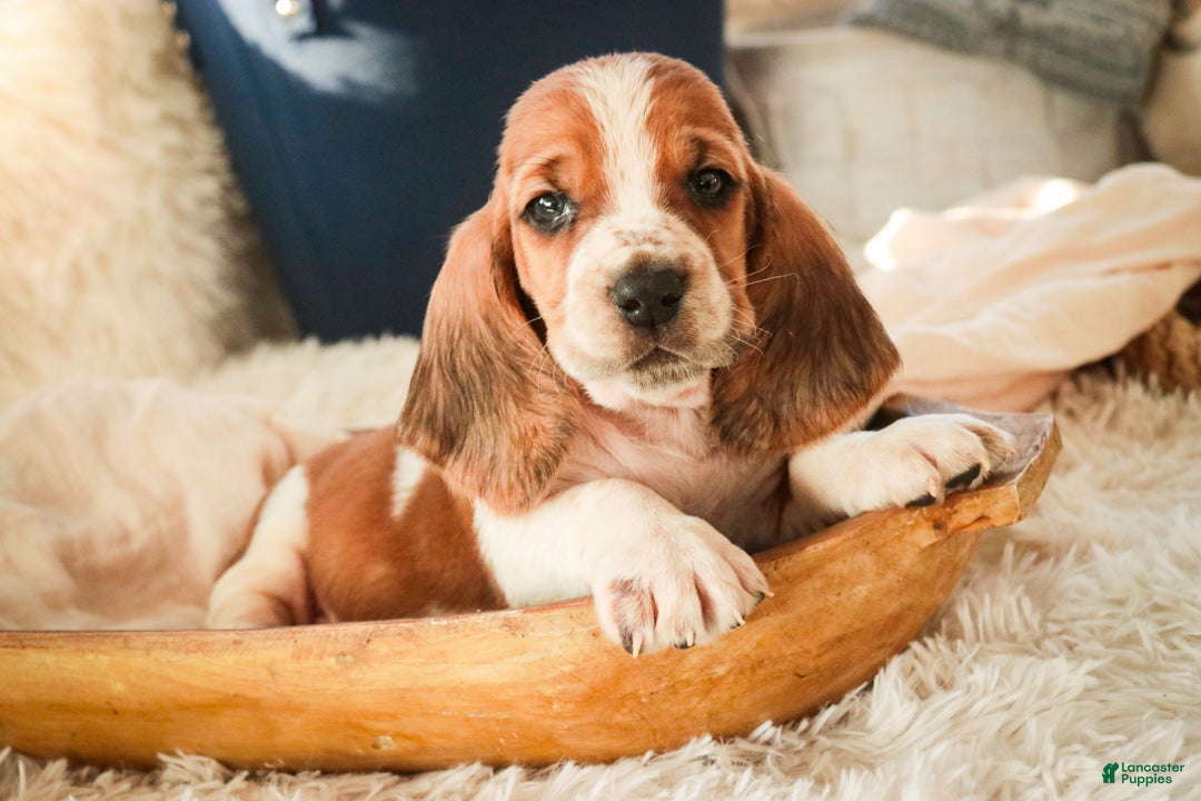 Basset Hound dogs for sale: Axiom - Ad 2