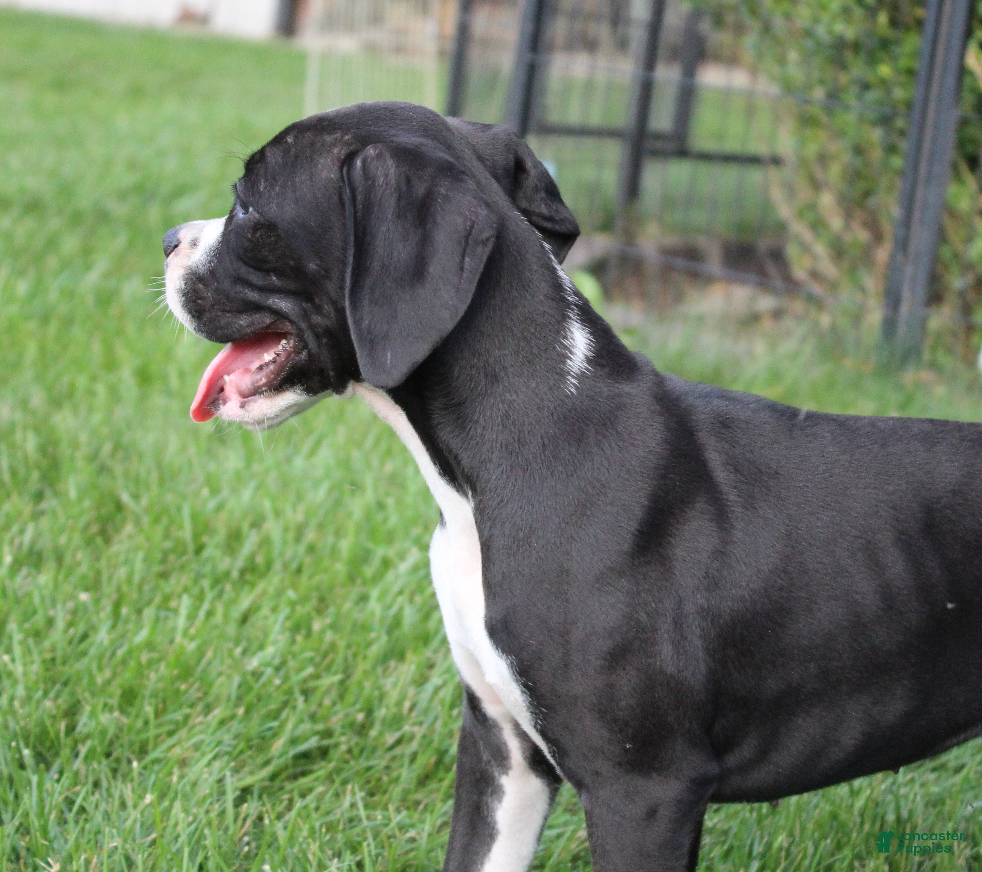 Boxer dogs Frank - Ad 2