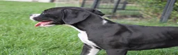 Boxer dogs for sale: Frank - Ad 2