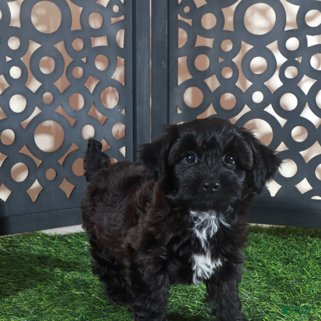 Yorkiepoo dogs for sale: Hershey Kisses Snuggly Male Yorkie-poo Puppy - Ad 1