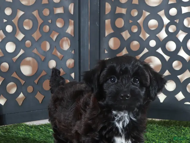 Yorkiepoo dogs Hershey Kisses Snuggly Male Yorkie-poo Puppy - Ad 1