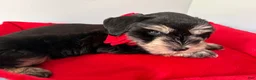 Miniature Schnauzer dogs for sale: Polo - Ad 4