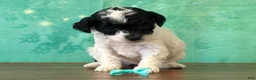 Miniature Poodle dogs for sale: Tiana - Ad 3