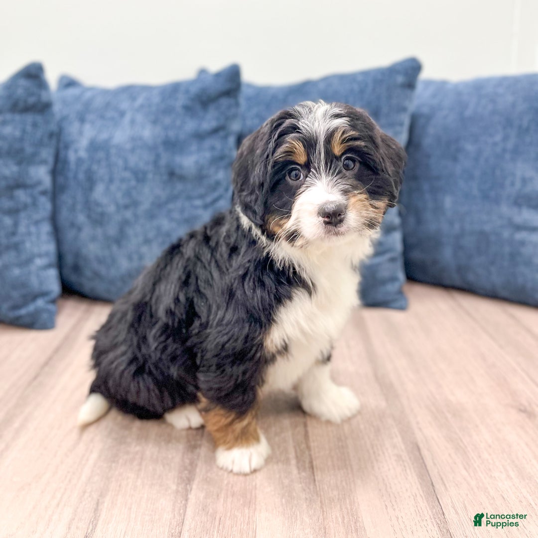Mini Bernedoodle dogs for sale: Isabella - Ad 5