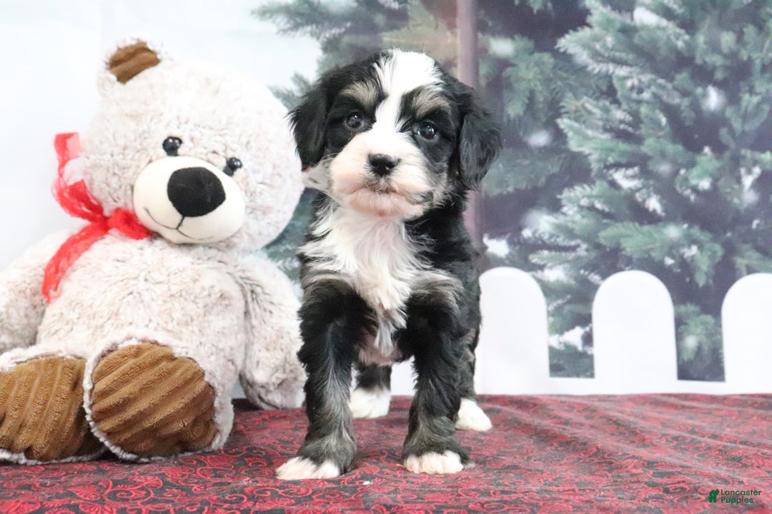 Mini Bernedoodle dogs for sale: Trisha - Ad 3
