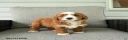 Bernedoodle dogs for sale: Socks - Ad 4