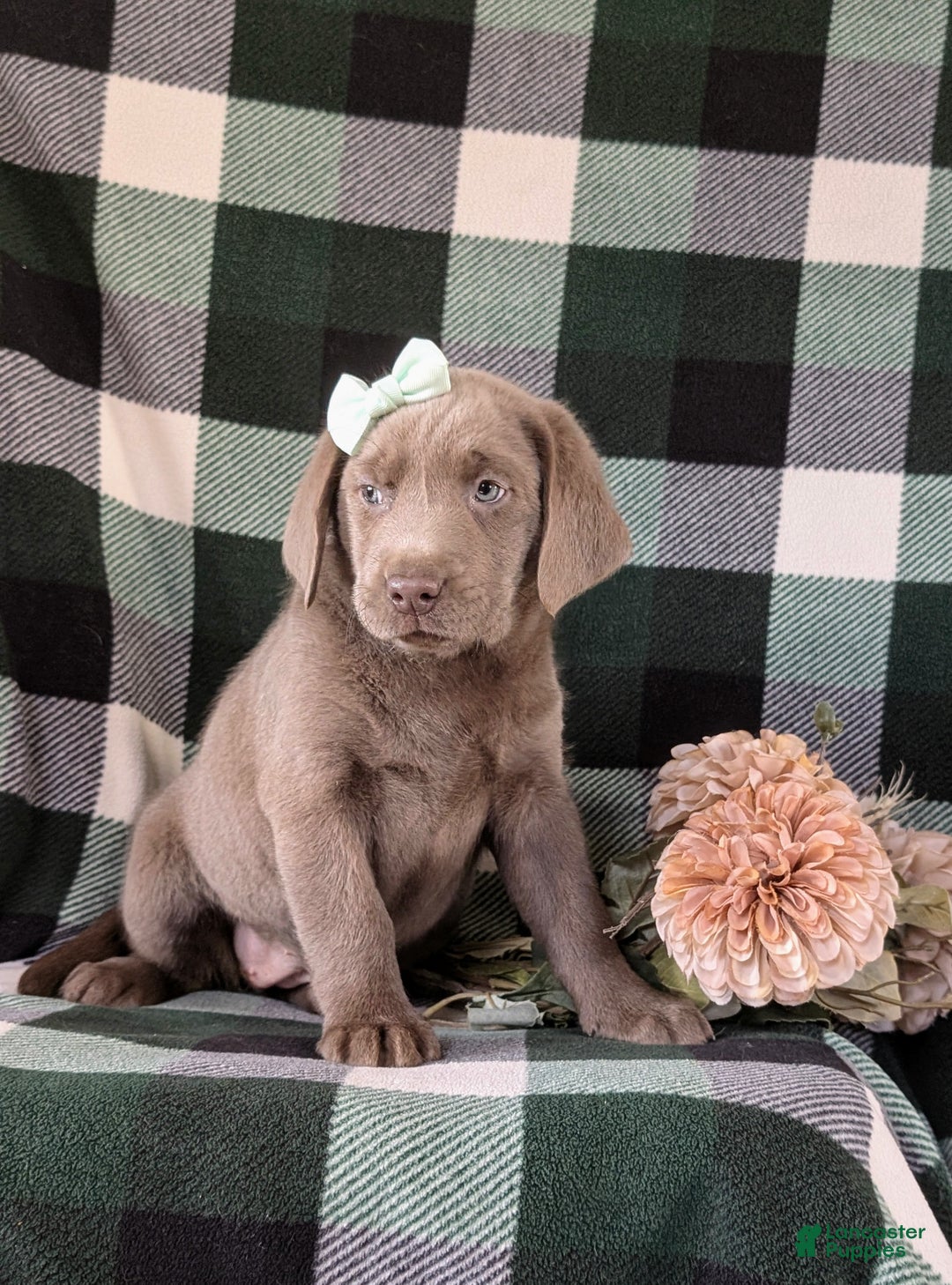 Labrador Retriever dogs for sale: Dori AKC Silver Lab - Ad 4