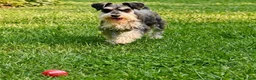 Miniature Schnauzer dogs for sale: Louie - Ad 2