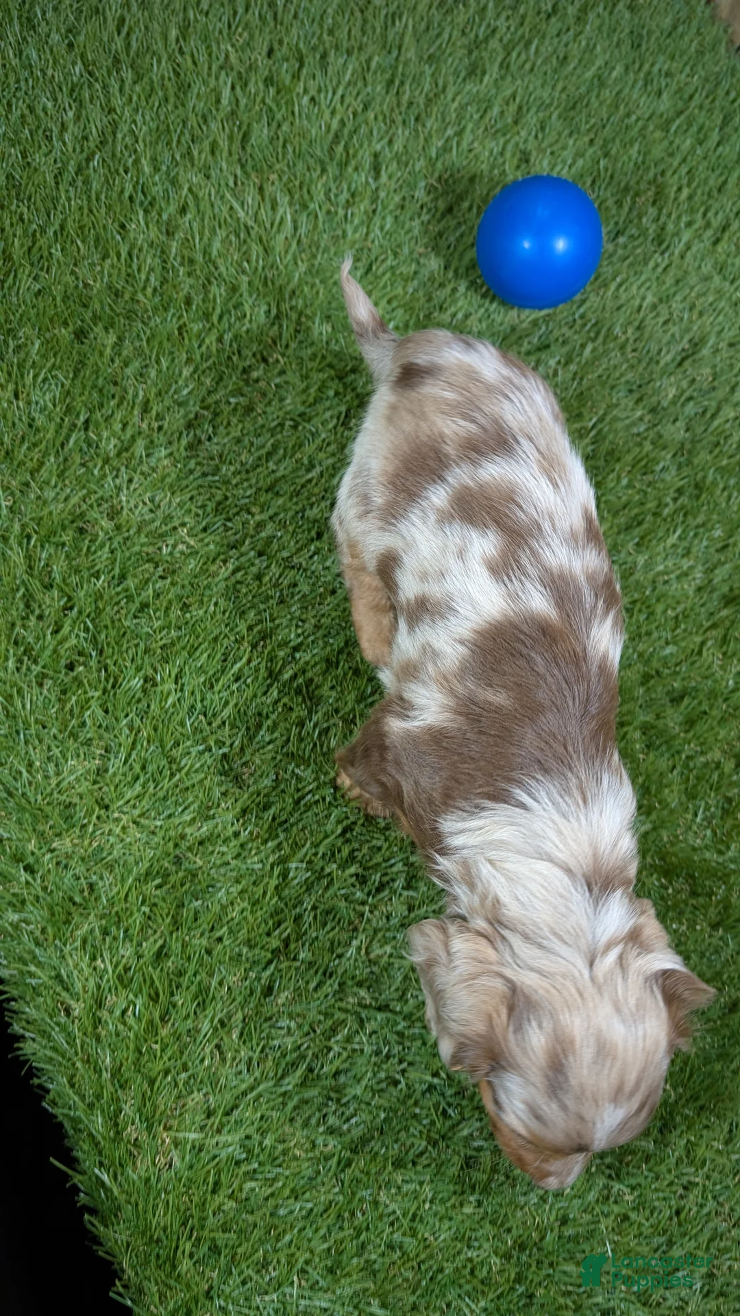 Dachshund dogs for sale: Crackers Boy 1 - Ad 5
