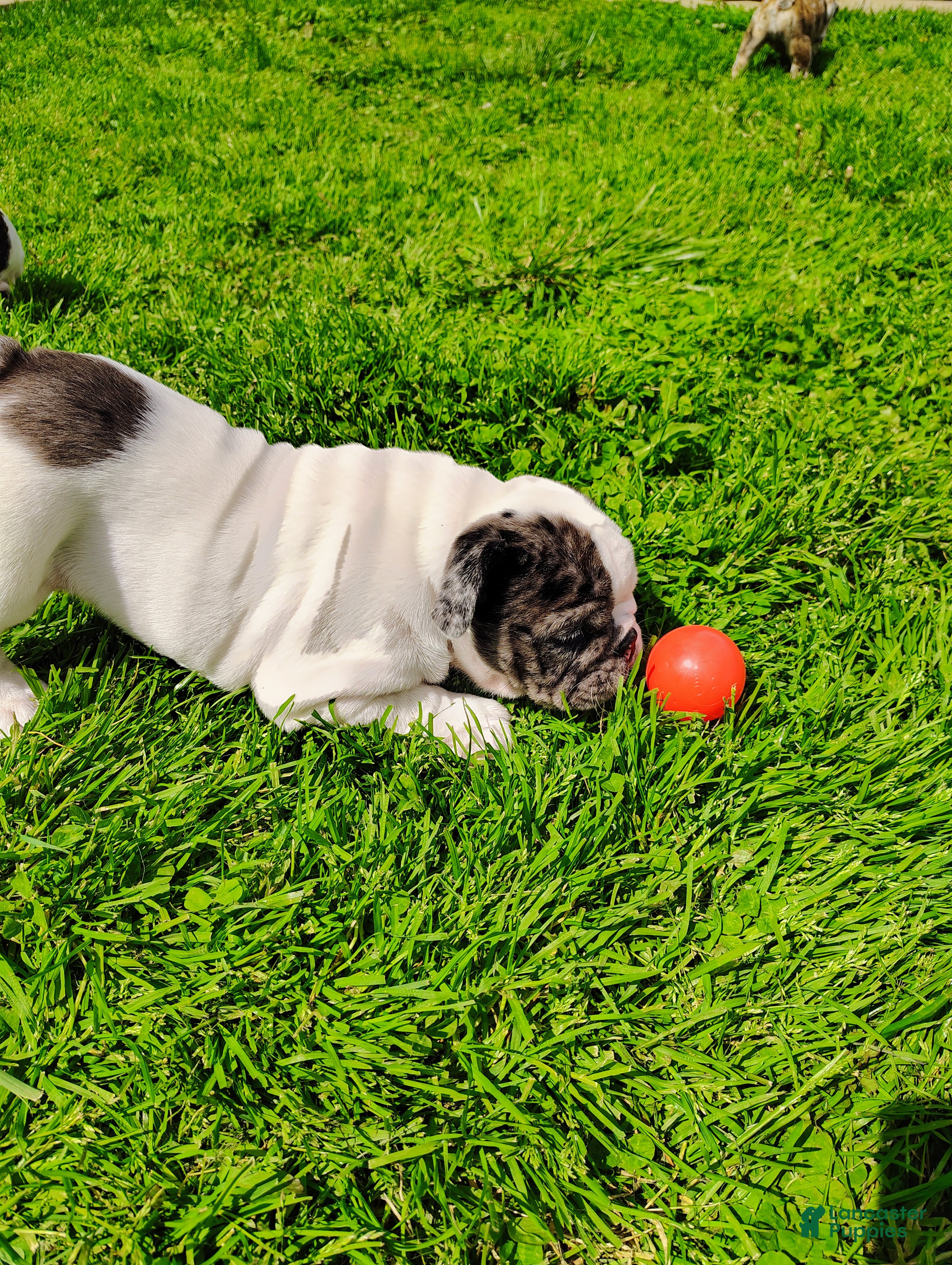 English Bulldog dogs Aspen  - Ad 2